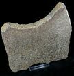 Large Polished Agatized Dinosaur Bone Section - x #21343-3